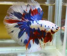 Betta Fish 1