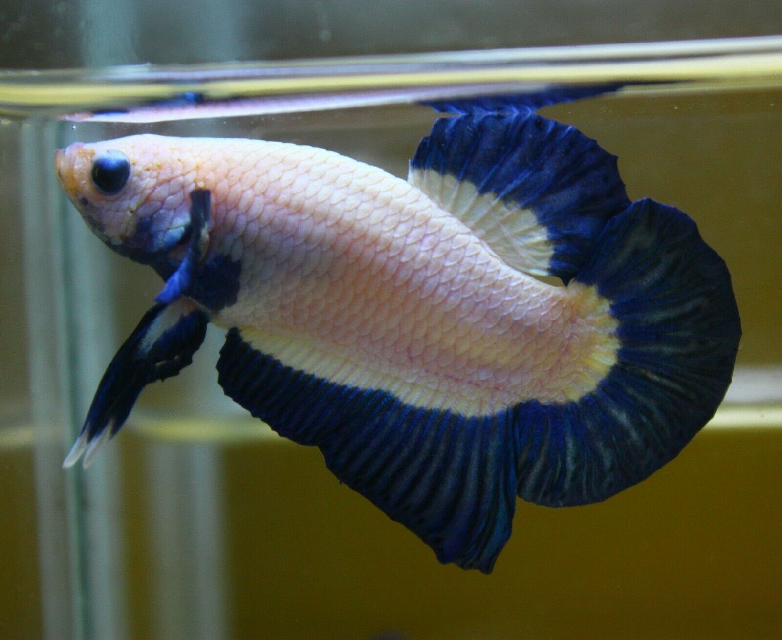 Betta Fish 3